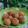 Cooksnap dari N u r A p r i l i a n t i A d z i z a h untuk resep Sweet Potato & Banana Shake Ball - MPASI 8+