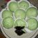 Cooksnap dari Hermin Setyati untuk resep Bakpau pandan kukus super lembut