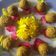 सैफ कनक गोपाल गुप्ता का कुकस्नैप जब उन्होंने तिल लड्डू (til Laddu recipe in Hindi) बनाया था।