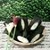 Cooksnap dari Priska Koes untuk resep Nagasari Pisang