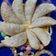 Vibhooti Jain का कुकस्नैप जब उन्होंने गुजिया (Gujiya recipe in Hindi) बनाया था।