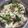 Jayshree Chauhan's cooksnap of when they made મોરૈયા ની ખીચડી (Moraiya Khichdi Recipe In Gujarati).