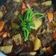 呂思思 的 滷牛腩 cooksnap