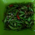 Cooksnap dari Nurhasanah Massi untuk resep Oseng kacang panjang pake teri asin