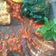 Cooksnap dari Syahla Vidi untuk resep Sambal Terasi Tomat Jeruk Segar