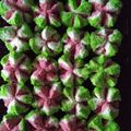Cooksnap dari Mamik Nisa untuk resep Bolu kukus mekar