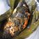 Cooksnap dari nur lela untuk resep Pepes Ikan Mas - Daun Kemangi