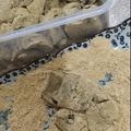 王凱卉 的 黑糖涼糕 cooksnap