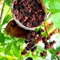 کوک اسنپ 🤍Eli naz🤍 بعد از امتحان کردن کشمش قلمی خونگی.