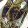 Cooksnap dari Noni Atiyo untuk resep pepes ikan tengiri