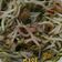 Cooksnap dari snD_117 untuk resep TuMis Togr CuMi AsiN
