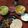 El cooksnap de Romi cuando hizo Relleno para tacos.