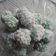 Cooksnap dari Lavena Oktafia untuk resep Klepon Ketan