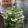 Cooksnap dari Clarissa's Kitchen untuk resep Acar Jalapeno