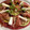 El cooksnap de @tesa.cuina cuando hizo Wrap de remolacha con queso fresco, alficoz y anchoas.