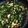 Rubina Dodhia's cooksnap of when they made Drumstick leaves peanut fry.