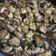 Cooksnap dari Gina Ardityabrata untuk resep Tumis Jamur Kancing Saus Tiram