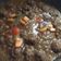 Cooksnap dari aminipriyono@gmail.com untuk resep Semur bola-bola Daging