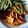 Cooksnap de Viktoria sur la recette Pulled chicken