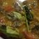 Cooksnap dari Ezra Tambunan untuk resep Tongseng Daging Sapi