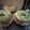 Cooksnap dari Dwi Muslimawati untuk resep Bolu Jadul Hijau Pandan