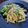Jim's cooksnap of when they made Garlic Lover's Pasta With Broccoli.