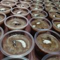 Cooksnap dari cacha untuk resep Silky puding susu coklat ala puding puyo super simple