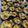 Albee Charis Ponio's cooksnap of when they made Baked Scallops.