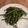 Irene Yeong's cooksnap of when they made Malaysian Stir Fry Water Spinach with Shrimp Paste 馬來西亞蝦醬炒通菜.