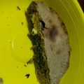 El cooksnap de María Eugenia Alfonso cuando hizo Tapas de empanadas/tartas semi integrales.