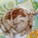 Cooksnap dari Vivi untuk resep Hainanese chicken rice / Nasi hainan