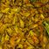 Cooksnap dari dianr untuk resep Tumis Kerang Kupas Ala Warteg