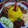 Cooksnap dari Nisa untuk resep Nasi Kuning Magic Com