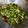 Cooksnap dari Liely Viriana untuk resep Tumis Cuciwis