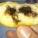 Cooksnap dari Try Wulandary untuk resep Donat Goreng Enak