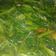 Cooksnap dari Rakha Kitchen untuk resep Tumis Kangkung sambel terasi