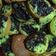 Cooksnap dari safinatunnaza untuk resep Kue Cubit Santan