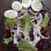Cooksnap dari Farah Diba Rasyid untuk resep Salad sayur enak | menu diet