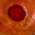 El cooksnap de alemarc6795 cuando hizo Flan de bananas casero.