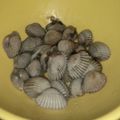 Cooksnap dari Teti Triani untuk resep Kerang Dara Masak Sereh
