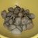Cooksnap dari Teti Triani untuk resep Kerang Dara Masak Sereh