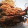 Cooksnap dari Silvia Ayunda untuk resep Lele goreng krispy
