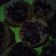 Cooksnap dari lia winastuti untuk resep Pukis pisang