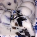 Cooksnap dari nurul hayya hafizhiah untuk resep Puding Susu Cincau Hitam