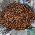 Cooksnap dari Purwa Ningsih untuk resep Biji ketapang gurih renyah n gak bikin Gigi patah 😂