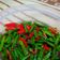 Cooksnap dari dapoer.tomylovely untuk resep Oseng kacang panjang