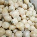 Cooksnap dari Puput chipoet untuk resep Cilok dingin tetap empuk