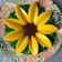Cooksnap dari yosi kevin untuk resep Puding Bunga Matahari 🌻
