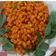 Kusum Parmar's cooksnap of when they made લચકો ચણા દાળ (Lachko Chana Dal Recipe In Gujarati).
