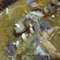 Cooksnap dari Siti Julaiha untuk resep Pindang iga kambing
